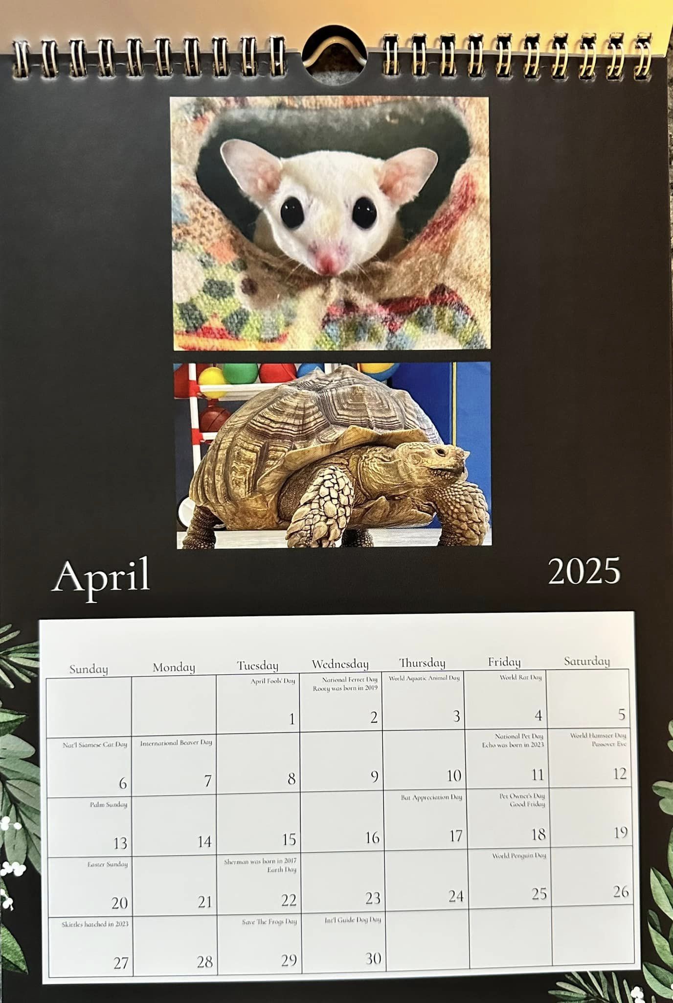 Animal Magic 2025 Calendar